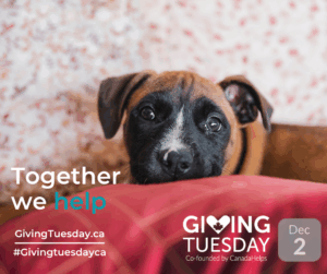 GivingTuesday Charity List dog on bed image