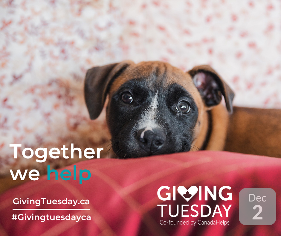 GivingTuesday Charity List dog on bed image